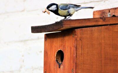 Podomítkové budky: Jak chrání ptactvo a proč jsou důležité