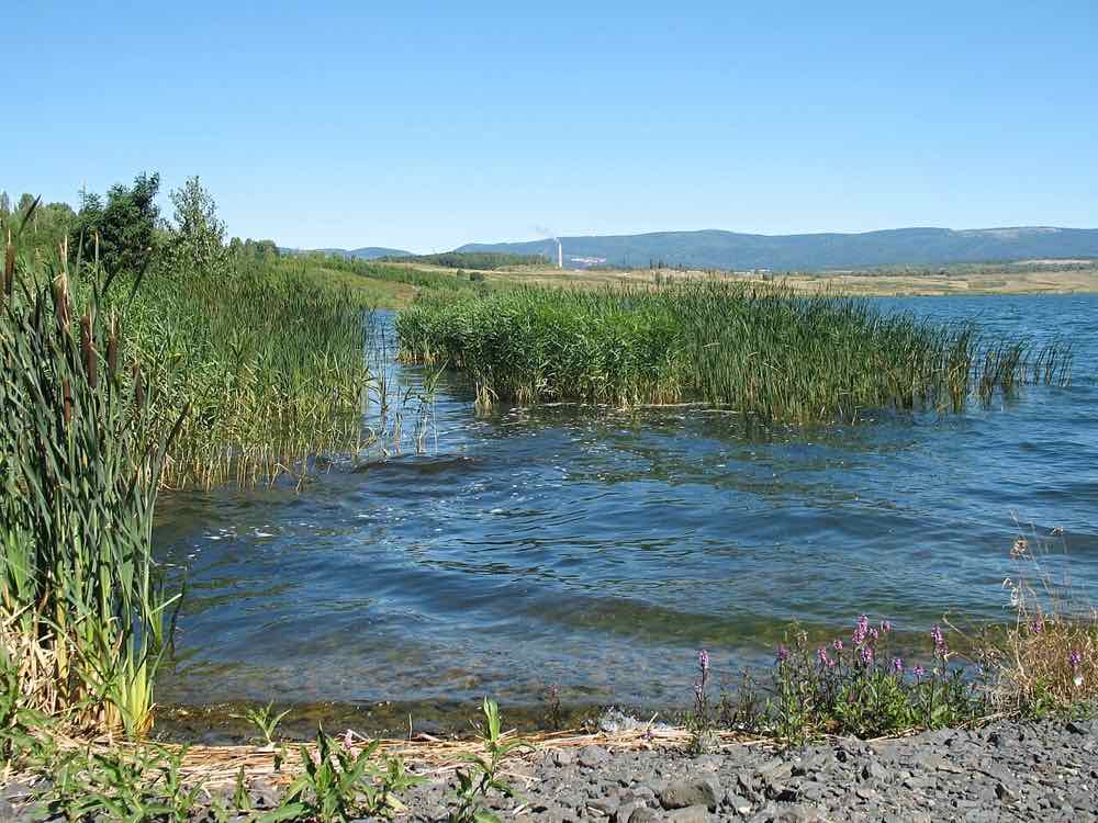 Ufer des Sees Most mit Schilf, im Hintergrund der Kamm des Erzgebirges