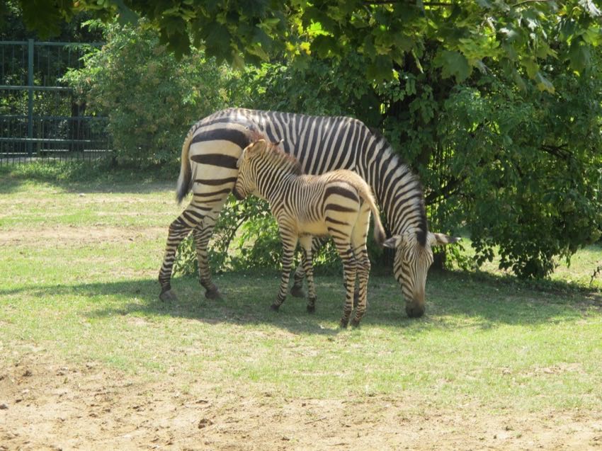 Zebra Hartmannové s hříbětem ve výběhu Zoo Ústí nad Labem
