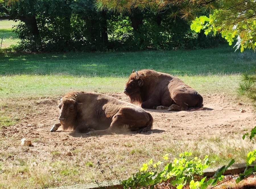 Zwei Wisente im Zoopark Chomutov